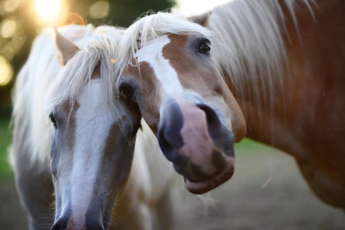 Comment attacher solidement des bracelets en perles de poney
